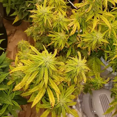 High Density Auto