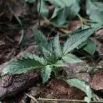 It's just a plant, dude