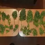 Royal Cookies Auto | 16/03/2020 