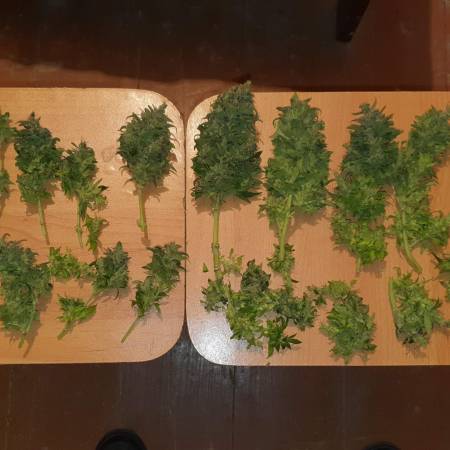 Royal Cookies Auto | 16/03/2020 