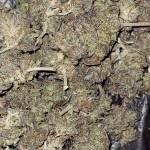 Stardawg