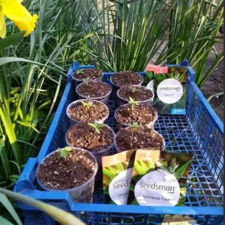           Seedsmen Seeds autdoor 2020