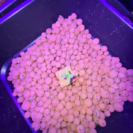 first gro