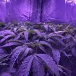 Dank terps Ripper seed garden 