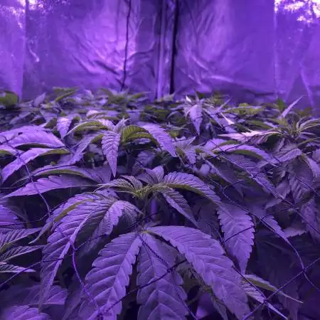 Dank terps Ripper seed garden 