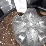 Pink Rozay - Zammi (VIPARSPECTRA)