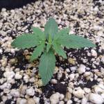 Gorilla Glue Auto BSF