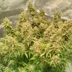 KOSHER CAKE AUTO