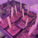 Filling Up The Grow Rooms