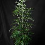 Cream&Cheese CBD  - Seedsman 