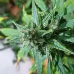 Blue cheese auto Barneys unplanned diary