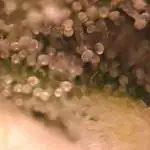 Zkittlez Fastbud
