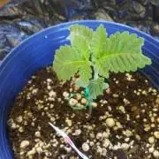 Seedsman BlueBerry Fem