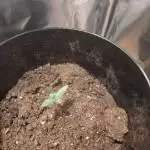 My first grow