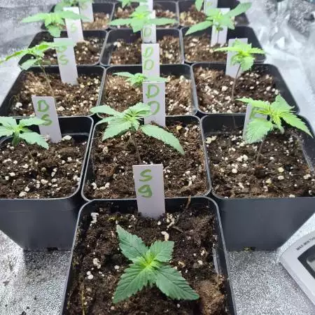 Sweet Seeds Automatic Red Family