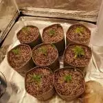 Auto grow 