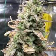 Forbidden Fruit Auto - GBStrains