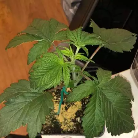 1st AutoPots-Dank Sherb/Blackberry MoonR