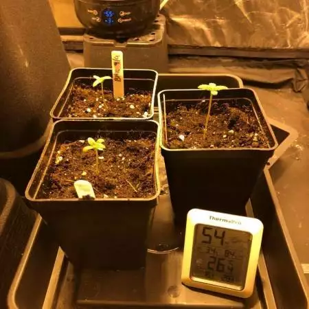 Blackberry Moonrock - Autopots