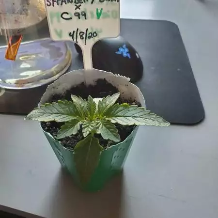 Duke Diamond Strawberry Diesel X C99 Fem