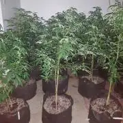 New Flower room test run