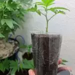 Zupreme - clone 