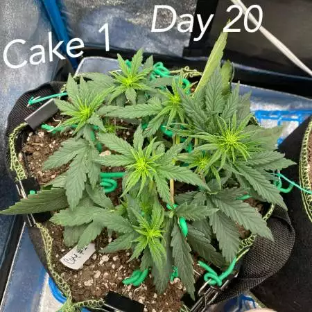 Wedding cheesecake 