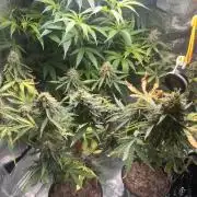 Royal Jack Auto & Island Bag Seed