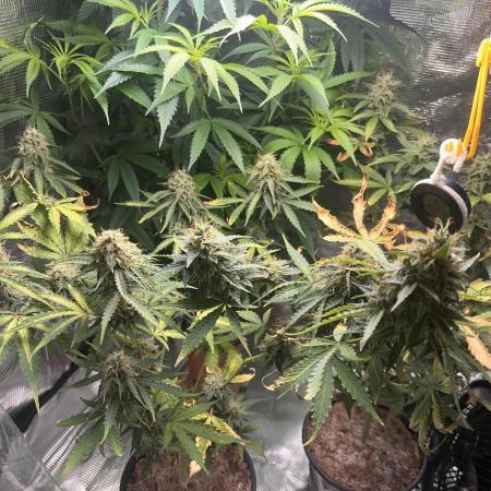 Royal Jack Auto & Island Bag Seed
