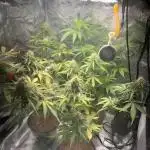 Royal Jack Auto & Island Bag Seed