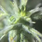 Royal Jack Auto & Island Bag Seed