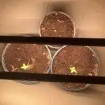 Royal Jack Auto & Island Bag Seed