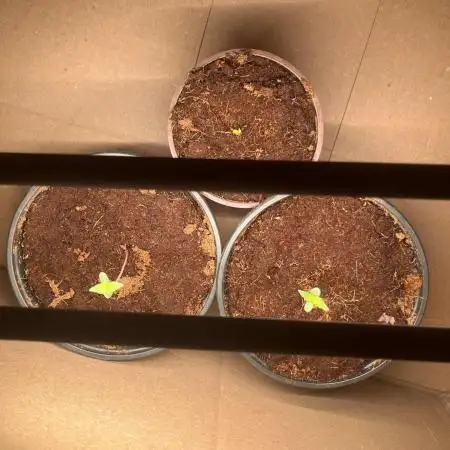 Royal Jack Auto & Island Bag Seed
