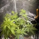 Royal Jack Auto & Island Bag Seed