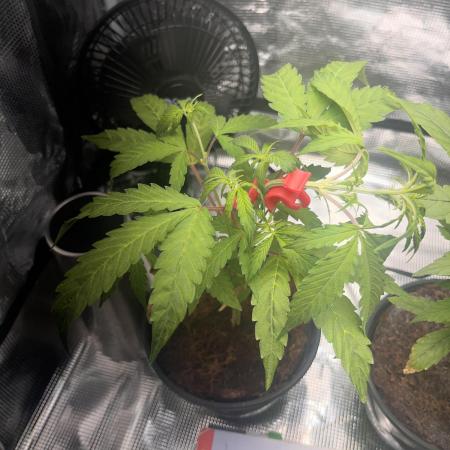 Royal Jack Auto & Island Bag Seed