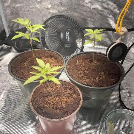 Royal Jack Auto & Island Bag Seed