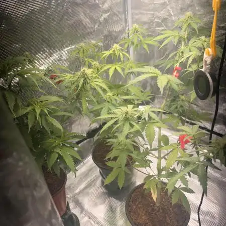 Royal Jack Auto & Island Bag Seed