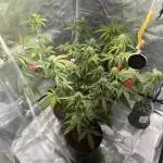 Royal Jack Auto & Island Bag Seed
