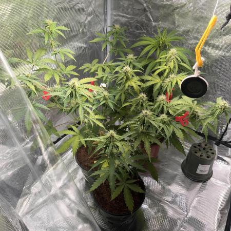 Royal Jack Auto & Island Bag Seed
