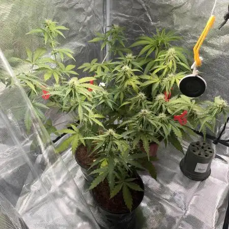 Royal Jack Auto & Island Bag Seed