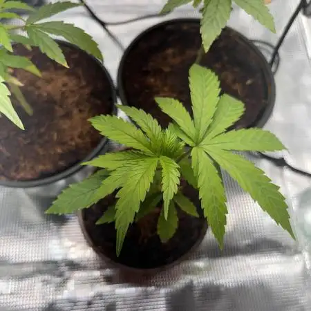Royal Jack Auto & Island Bag Seed
