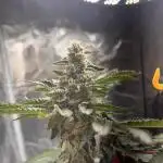 Space Bucket Grow Attempt #1
