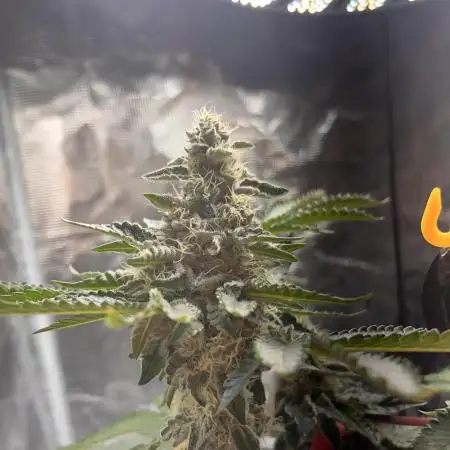 Space Bucket Grow Attempt #1