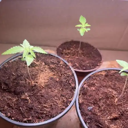 Royal Jack Auto & Island Bag Seed