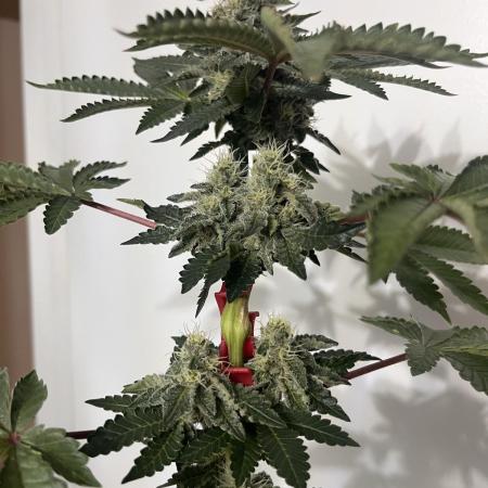 Space Bucket Grow Attempt #1