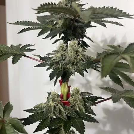 Space Bucket Grow Attempt #1