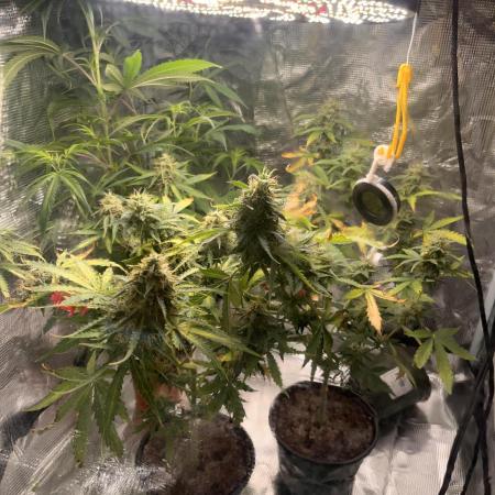 Royal Jack Auto & Island Bag Seed