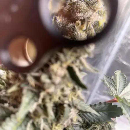Space Bucket Grow Attempt #1