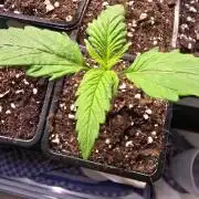 Strawberry Cola Sherbet