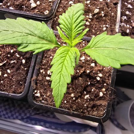 Strawberry Cola Sherbet